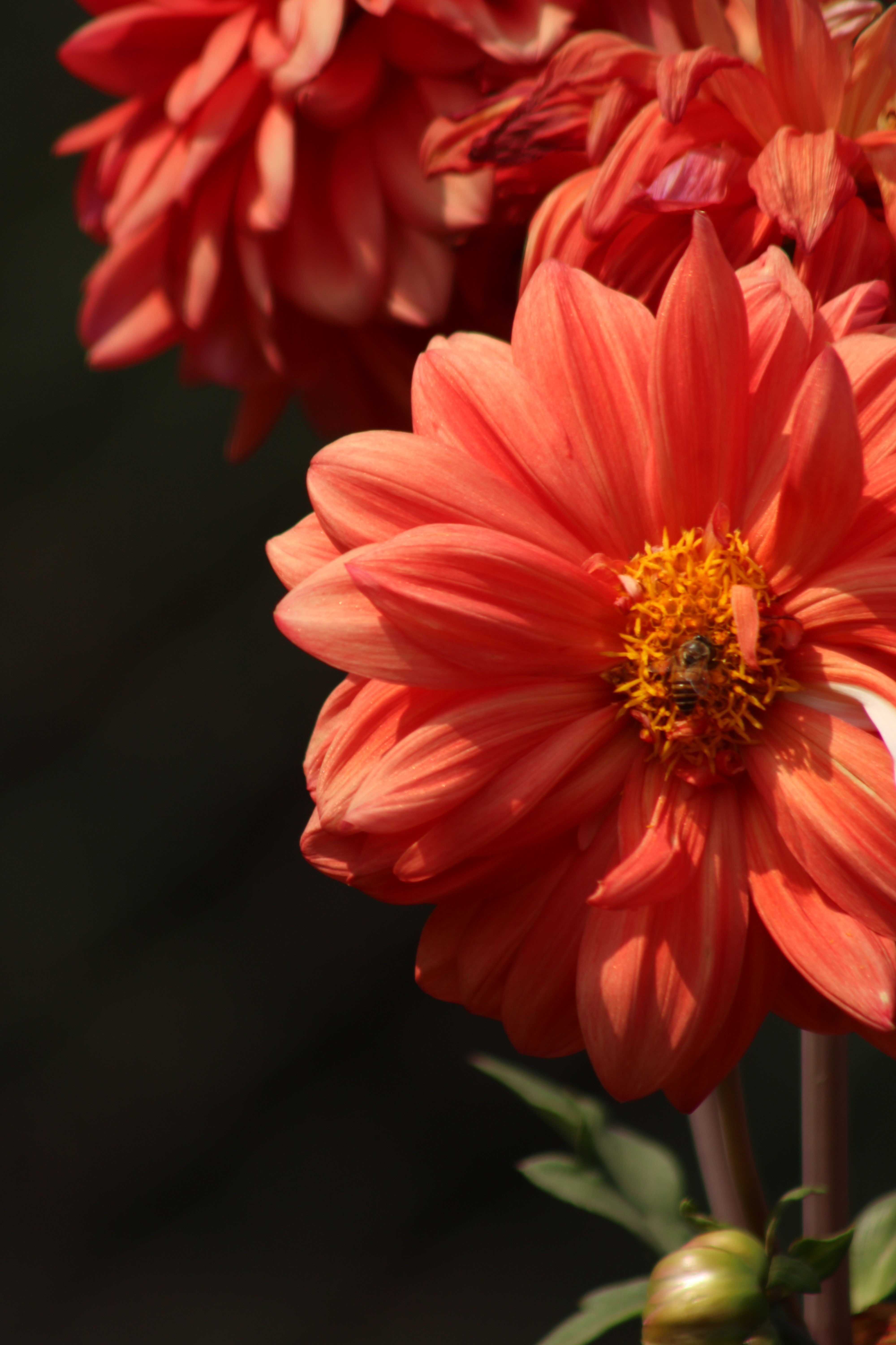 Bloemenbar