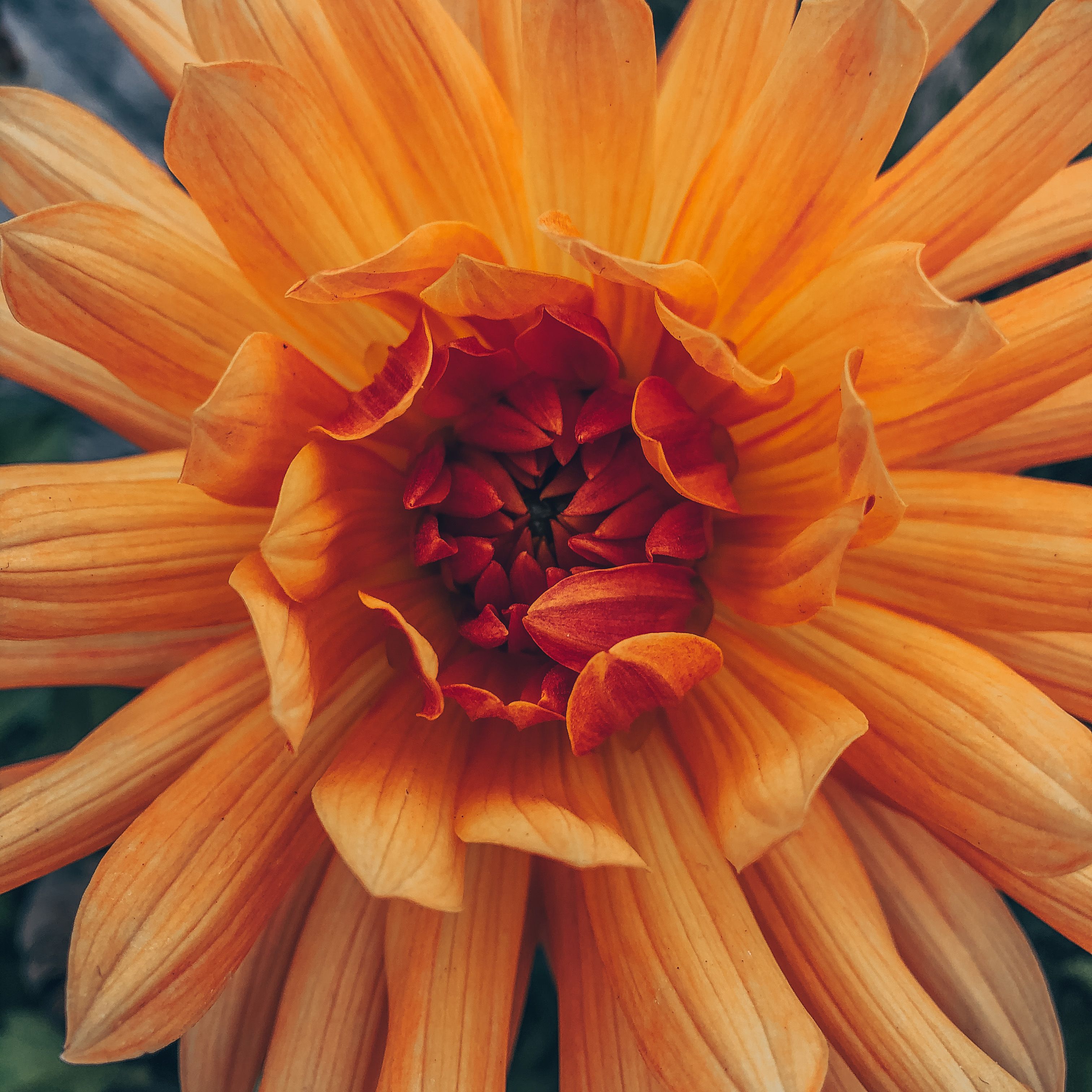 Close-up bloemen