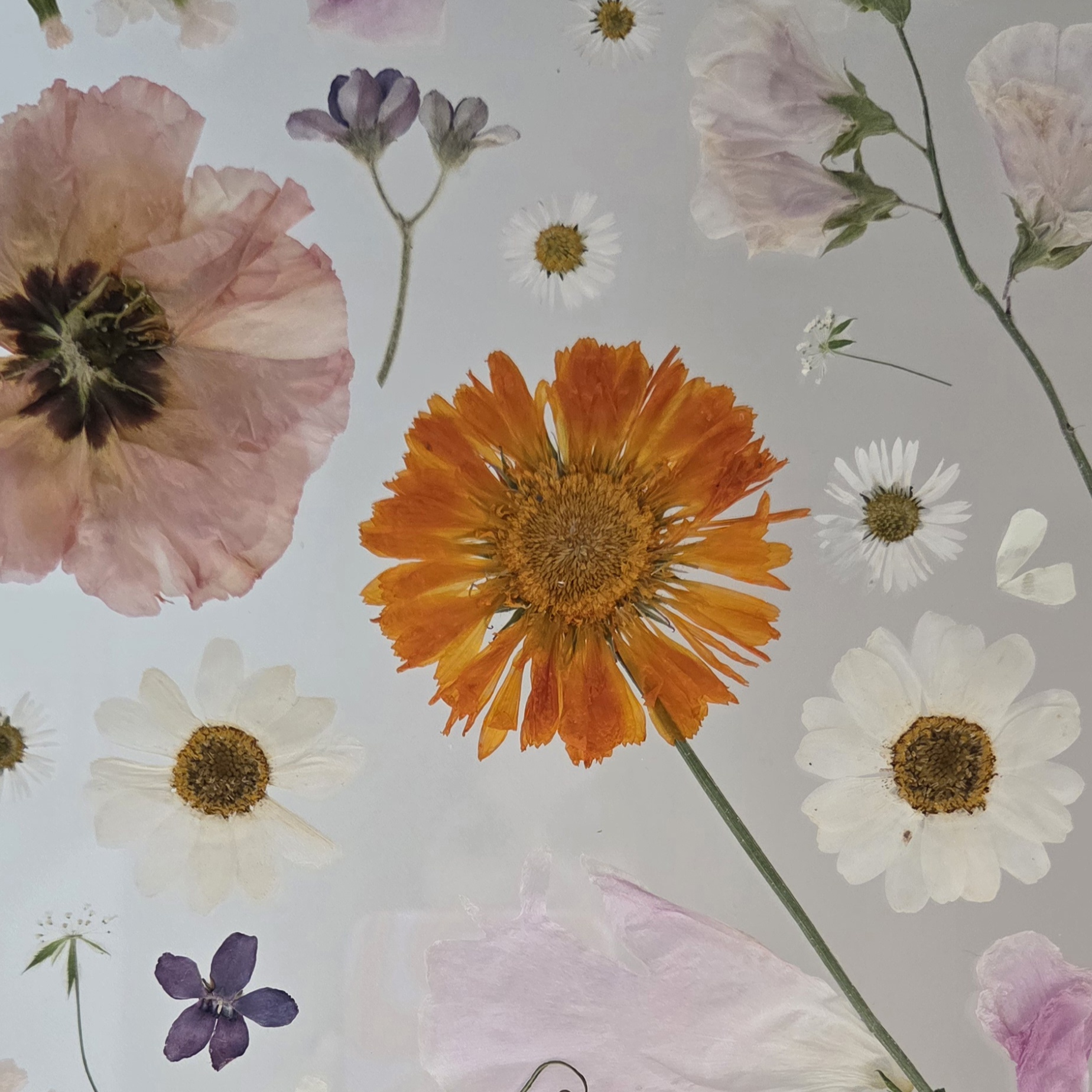 Bloom by Jana