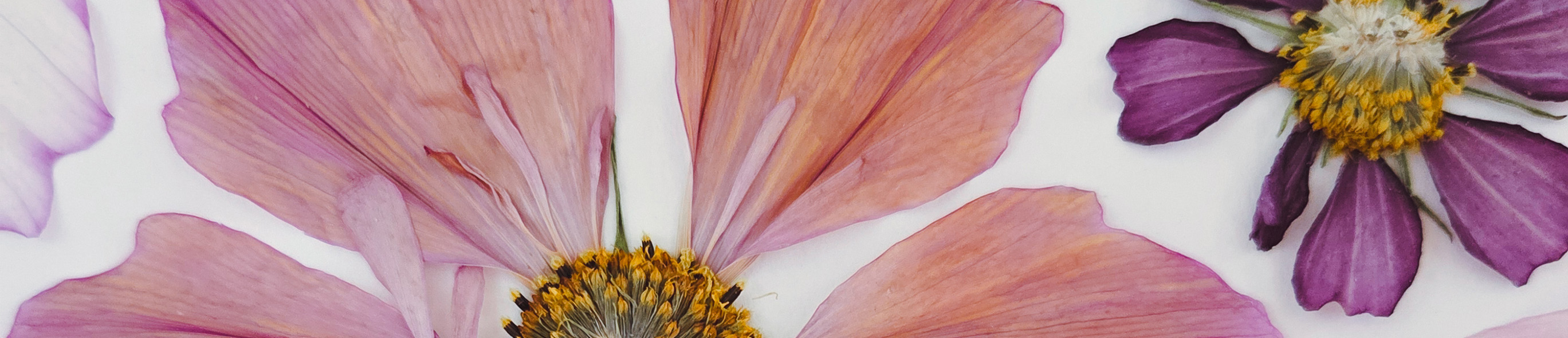 Bloom by Jana